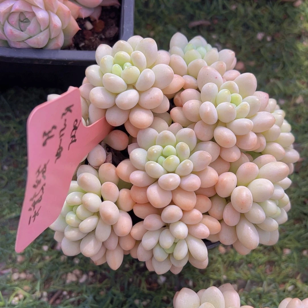 香玉的故事是一个人的故事吗