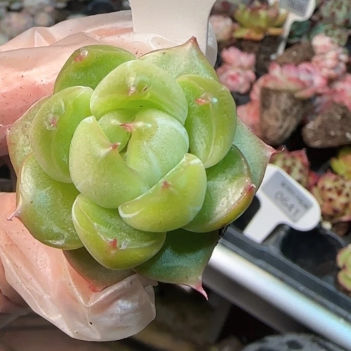649号清风珍妮