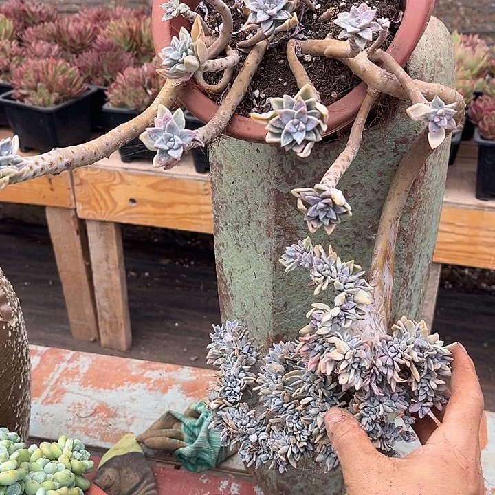 阿***瑞淡雪缀18.88多肉植物处理