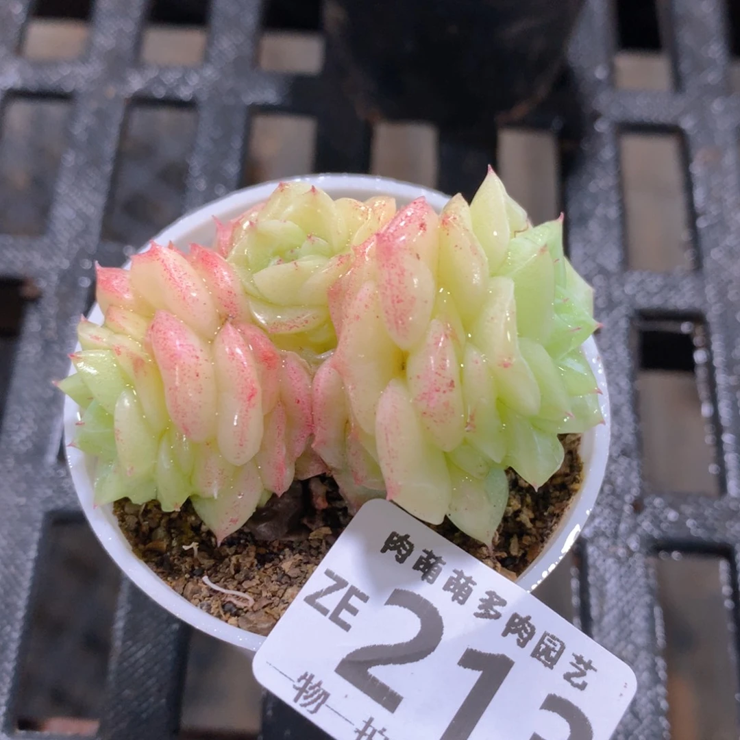 肉萌萌拇指盆精控多肉ZE213