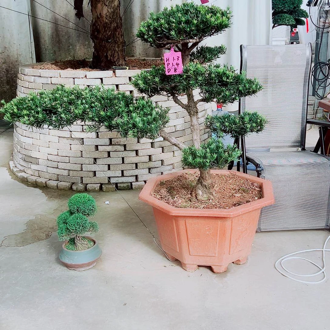 无花朵罗汉松福利