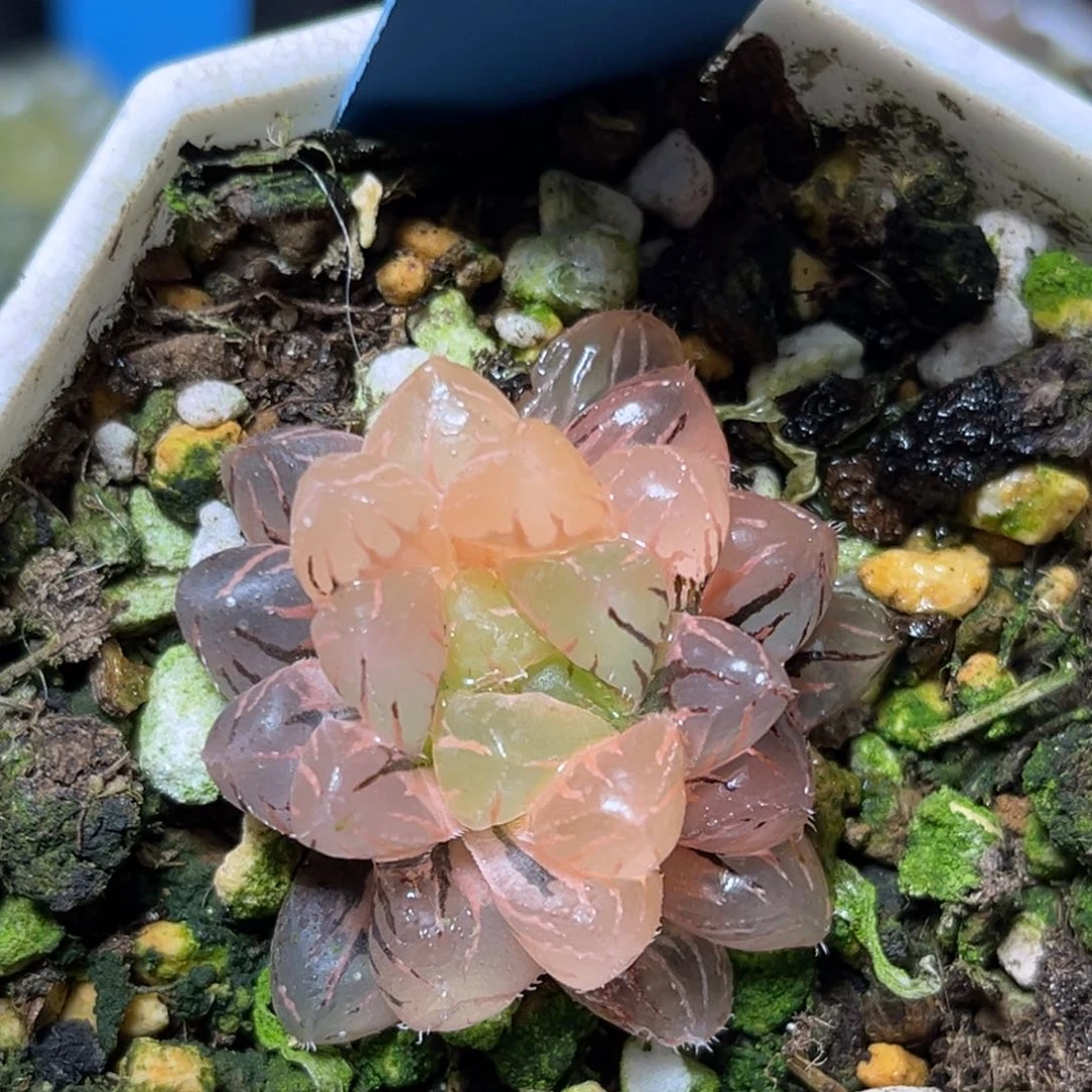 恭喜发财大吉大利979