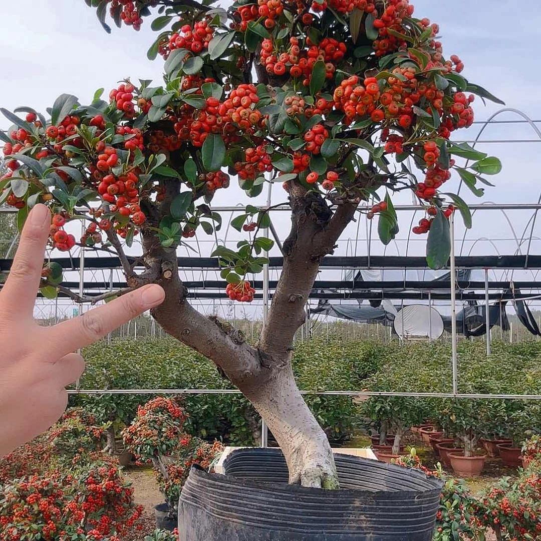 *****无花朵火棘吉祥果