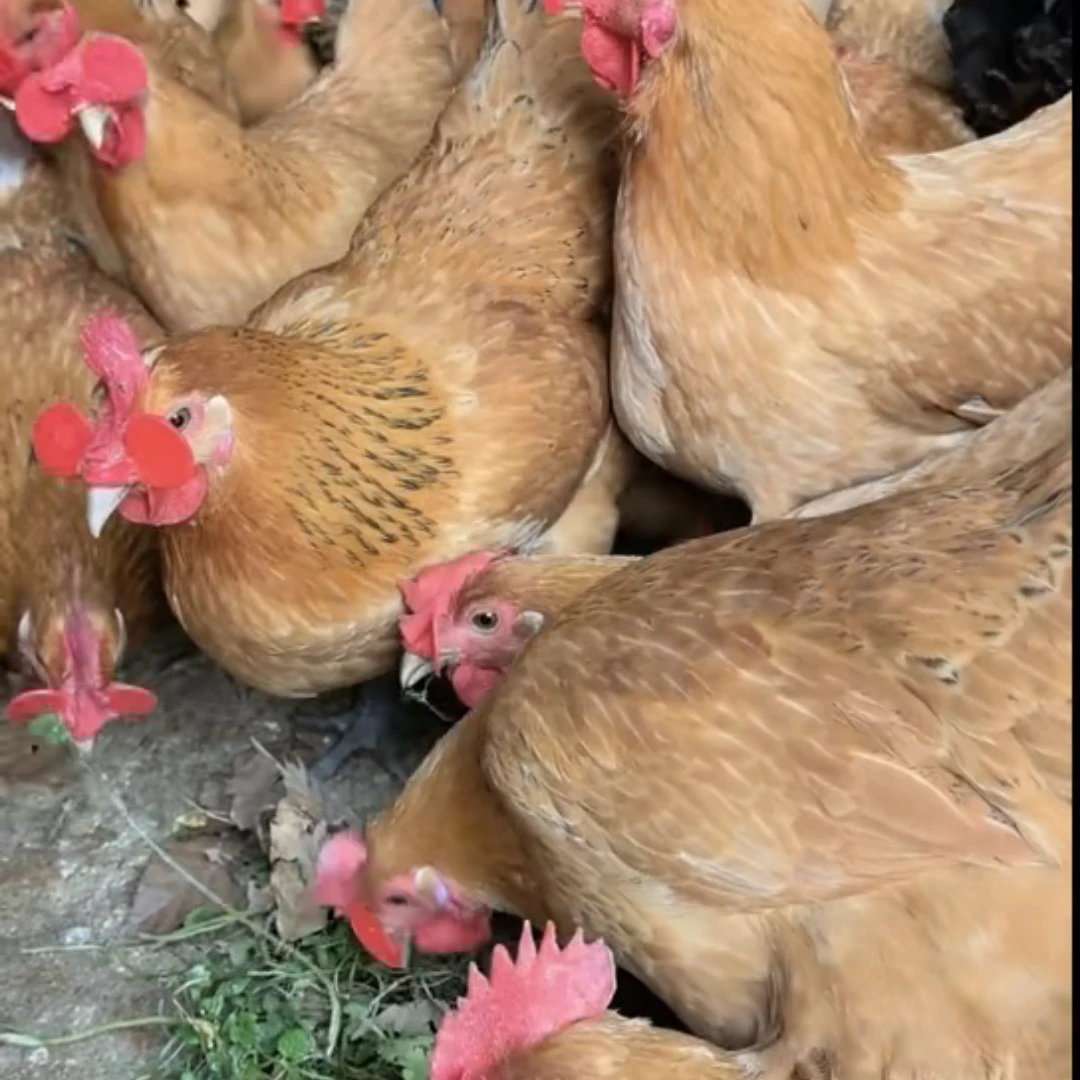 正宗农家散养老母鸡黄油细腿青脚冷链包邮新鲜现杀土鸡活鸡