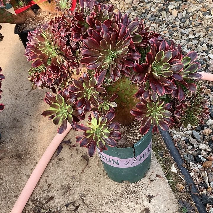 欧嘉莉朵朵脱土发货啊