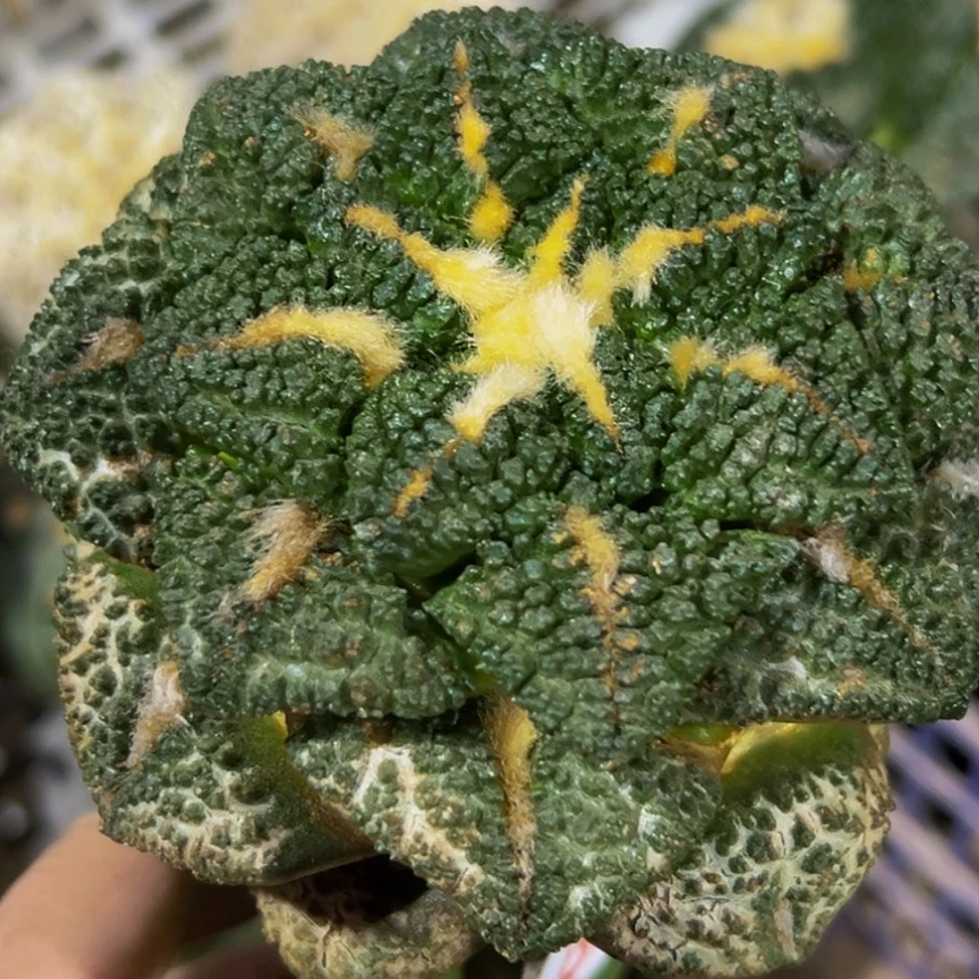 无花朵福利螺旋金毛大尤老龟甲595