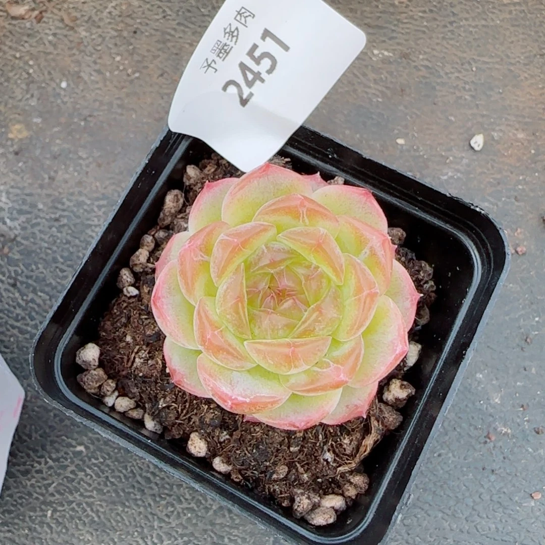 无尽灯，2451多肉植物