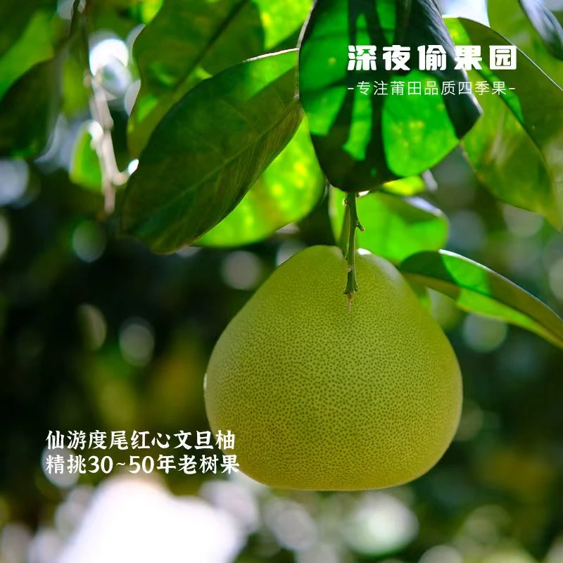顺丰包邮莆田度尾红心文旦柚30年大果老树度尾文旦柚(送礼装)