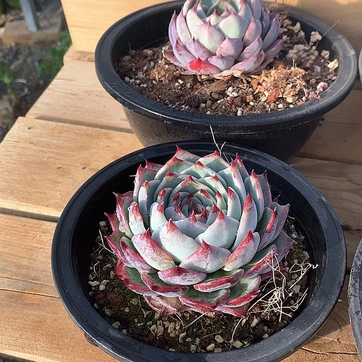 106惊鸿仙子 单头