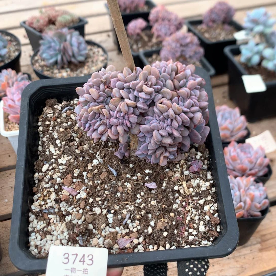 10厘米雪精灵缀小树3743