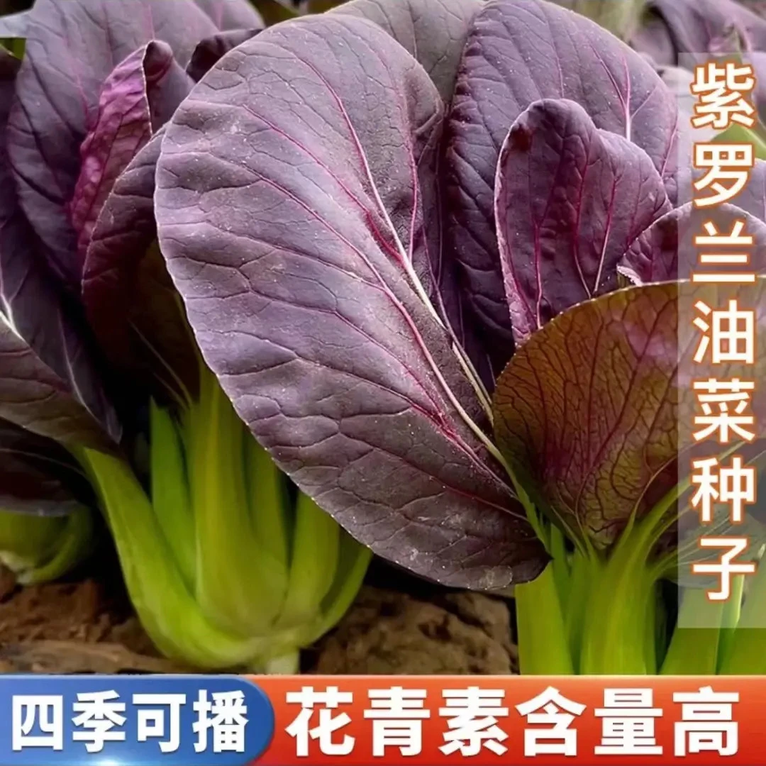 紫罗兰油菜种籽紫色小青菜阳台盆栽菜园地种植农家蔬菜种子