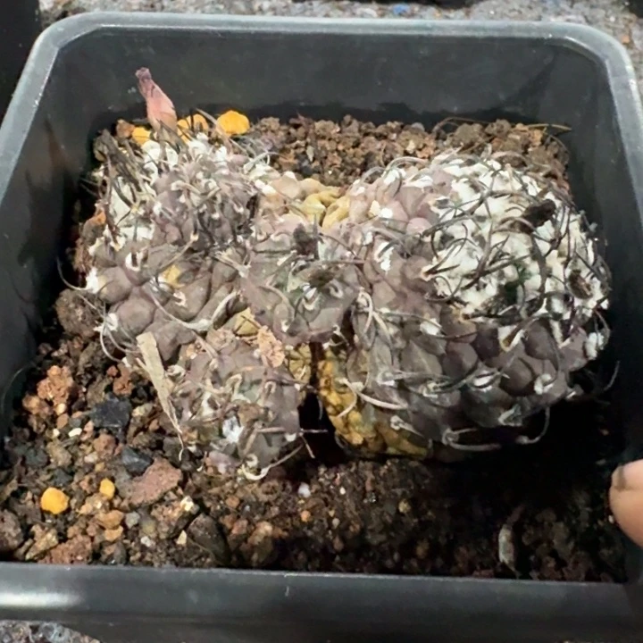 娇丽群生自根仙人球