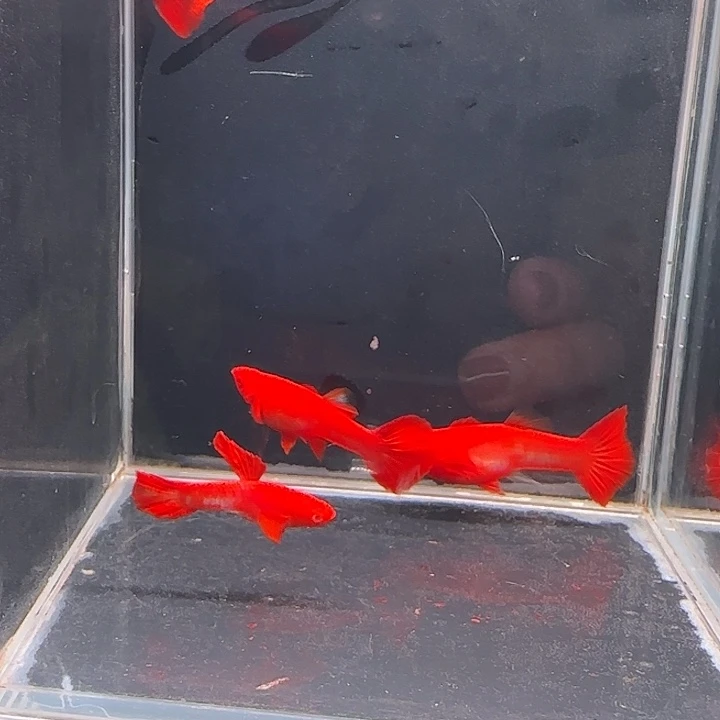 孔雀鱼通背包肚2对