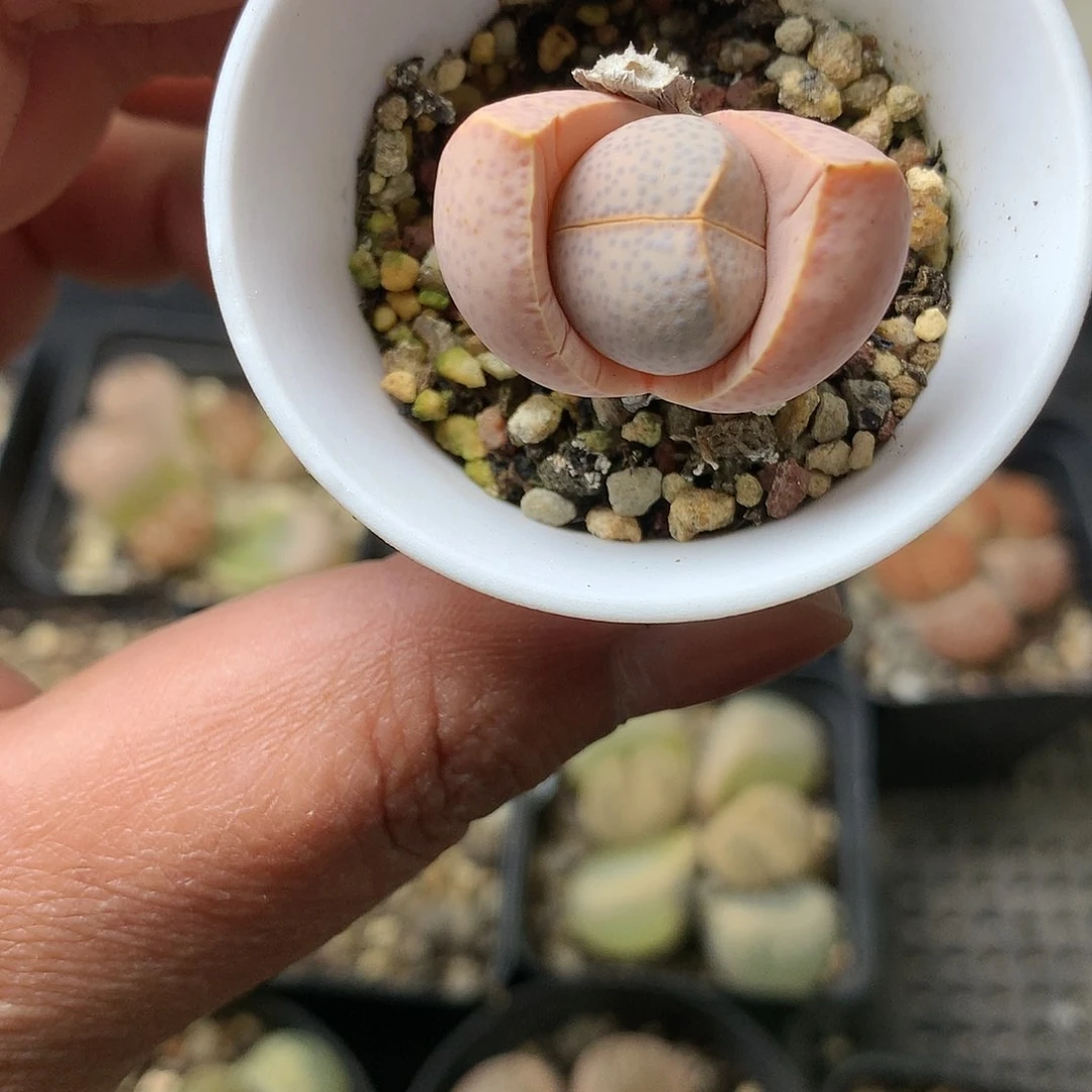 Y153多肉植物保护研究所