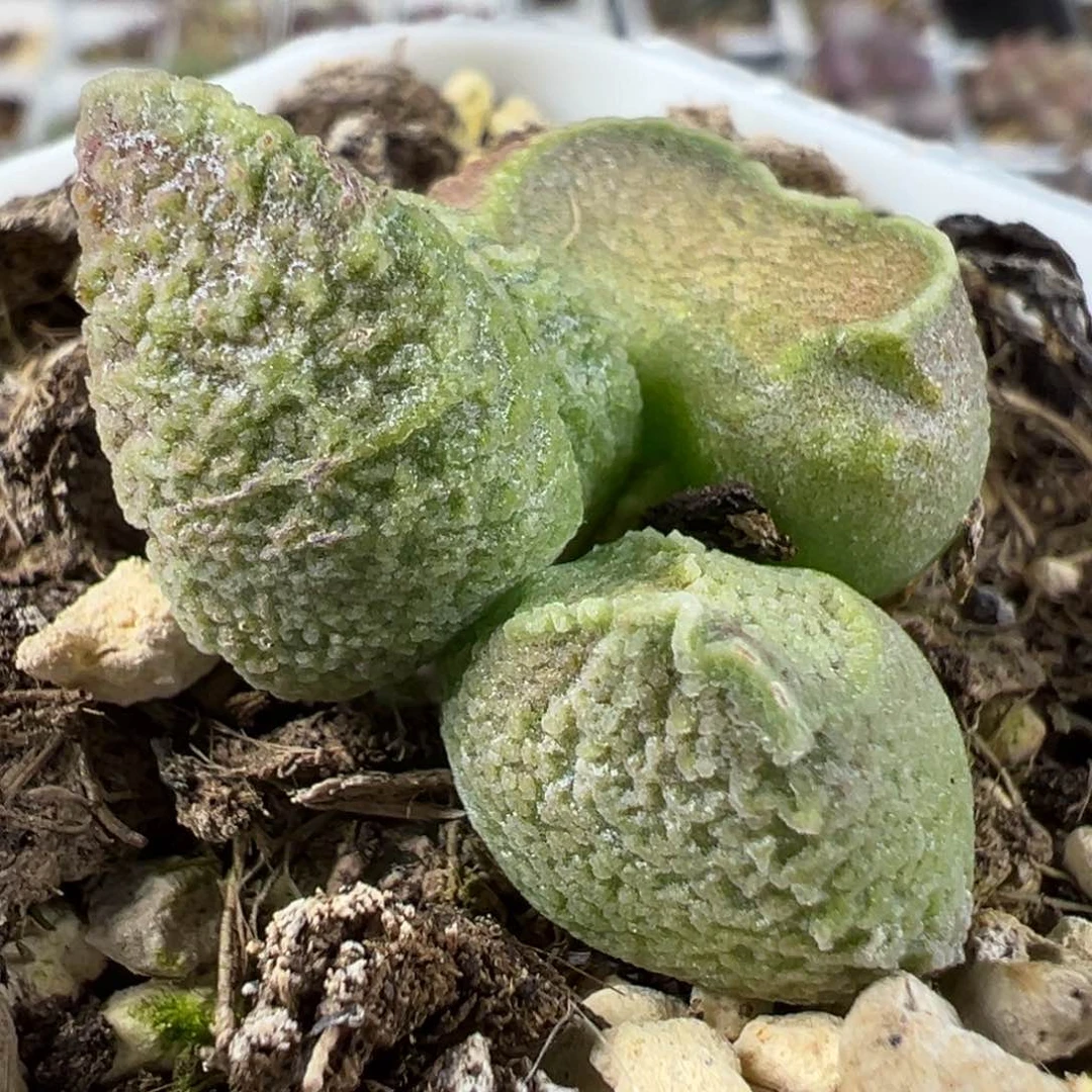 实生新品多肉植物水泡实生新品多肉植物