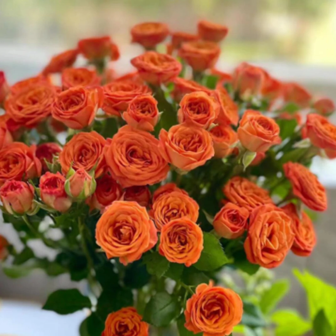 【多头橙色芭比5枝】任意两单顺丰包邮湖南广东今天拍明天到