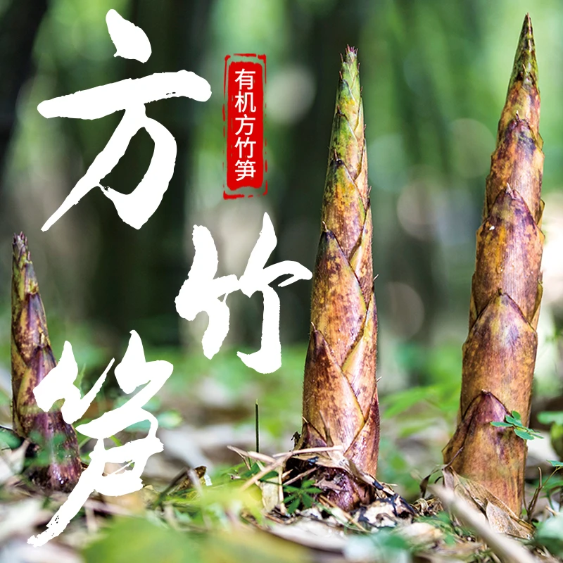 桐梓狮溪方竹笋鲜笋带壳发货有机方竹笋5斤有机食品
