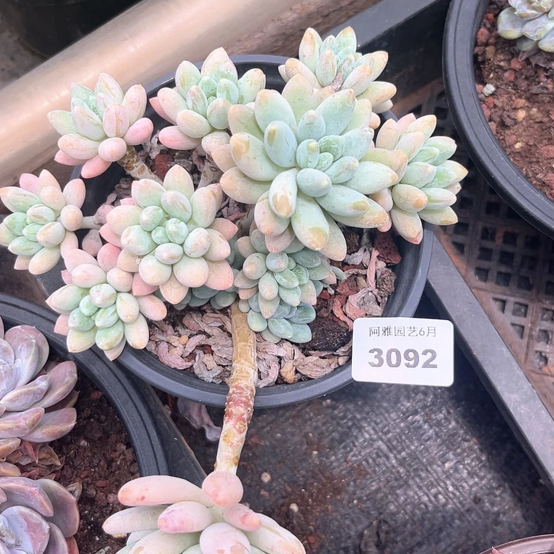 阿雅园艺。    3092老手
