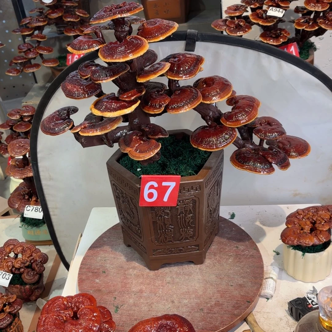 灵芝5888888888888888