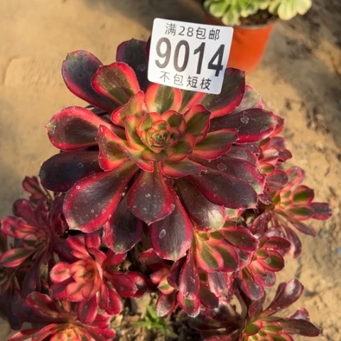 香奈儿多肉植物法师9014