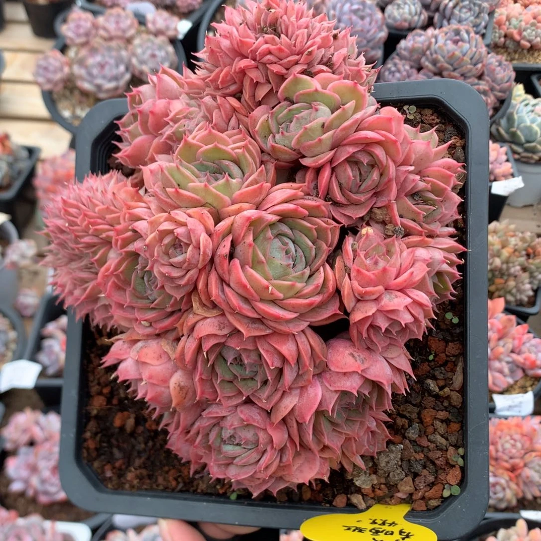 18厘米20头昂斯诺朵缀 13