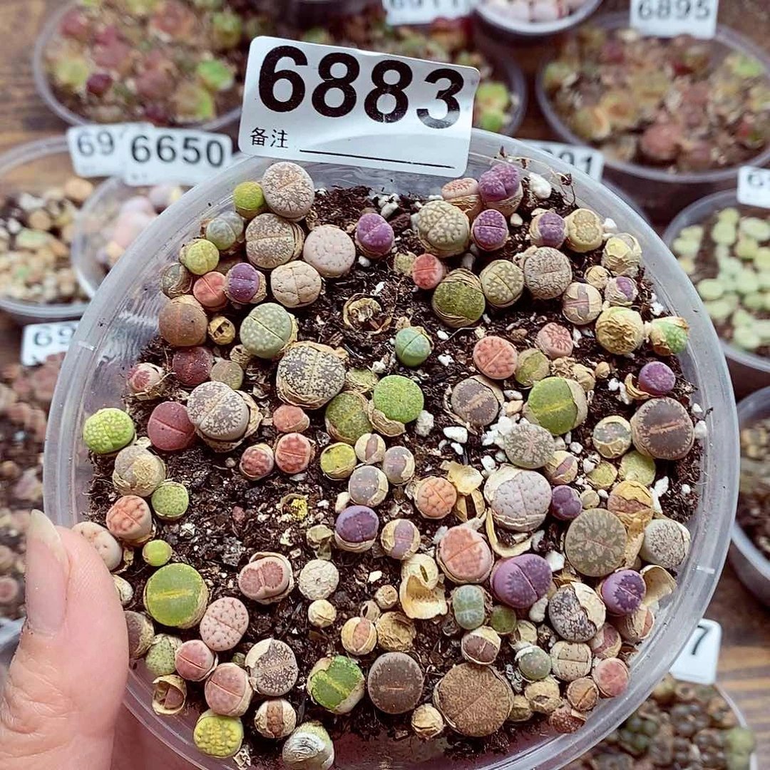 6883啊啊啊啊啊小