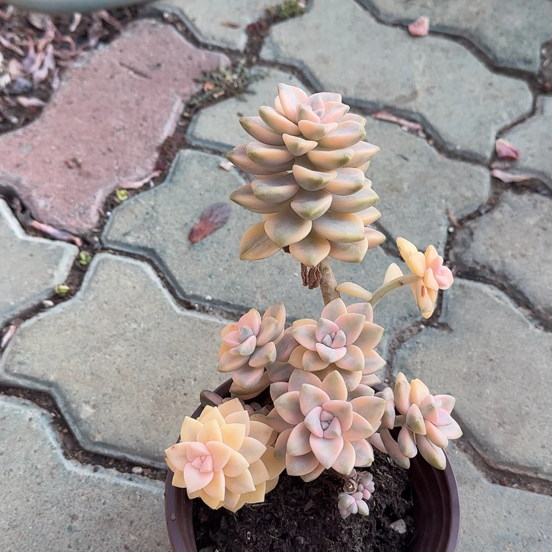 美杏锦特价多肉植物