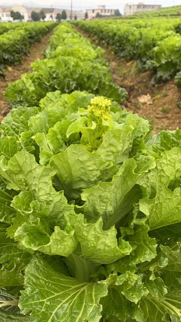 贵州青口白麻叶白菜菜苔头茬白菜苔