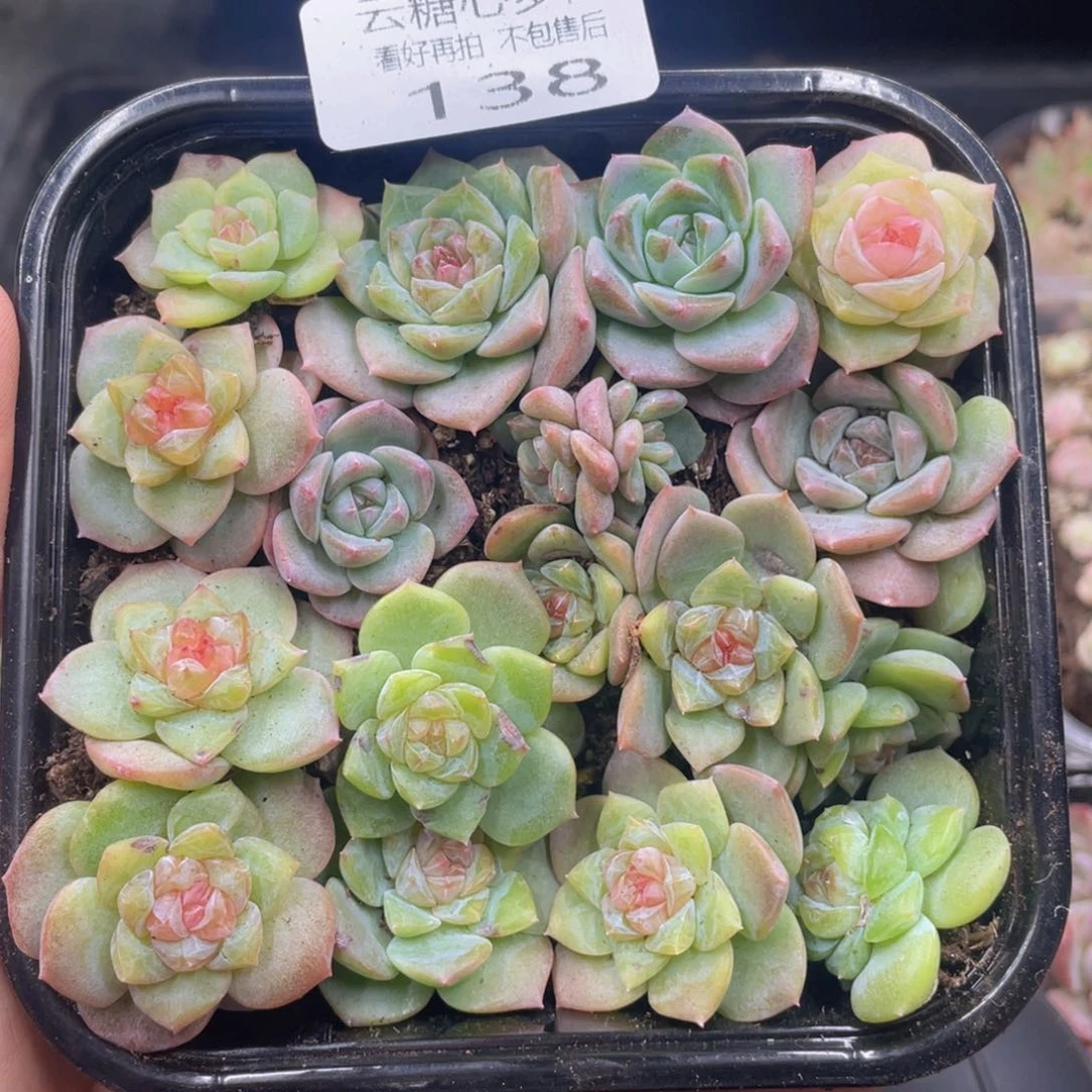 云糖心多肉植物138