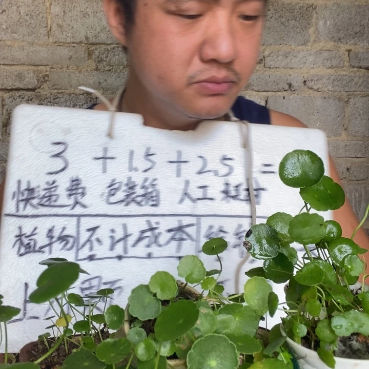 铜钱草2盆器型随缘，拇指盆