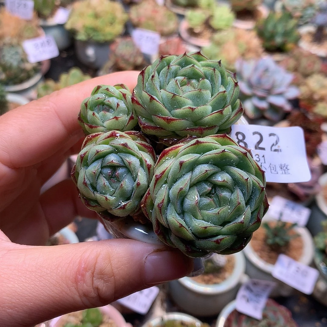 精控拇指盆7.31822