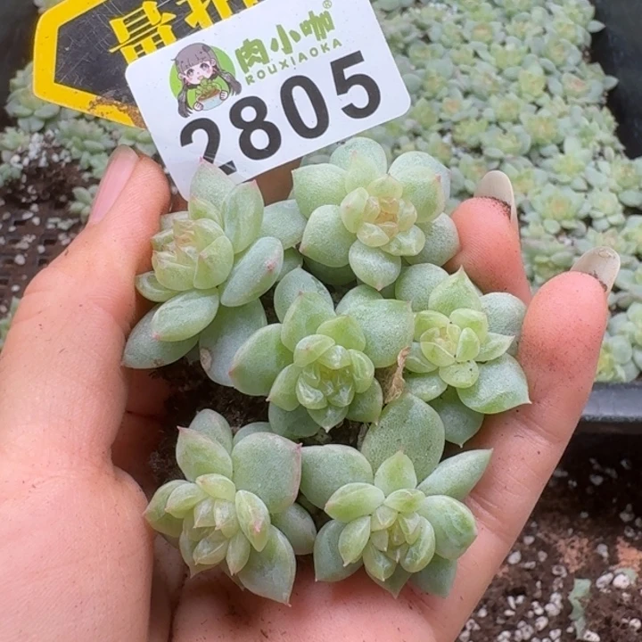 多肉植物多肉植物