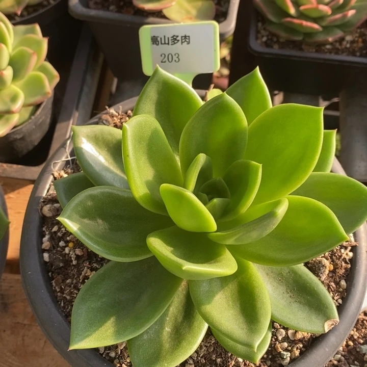 D203- 有伤福利 翠花