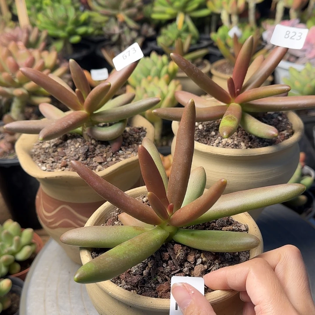 好****?744号 一物一拍