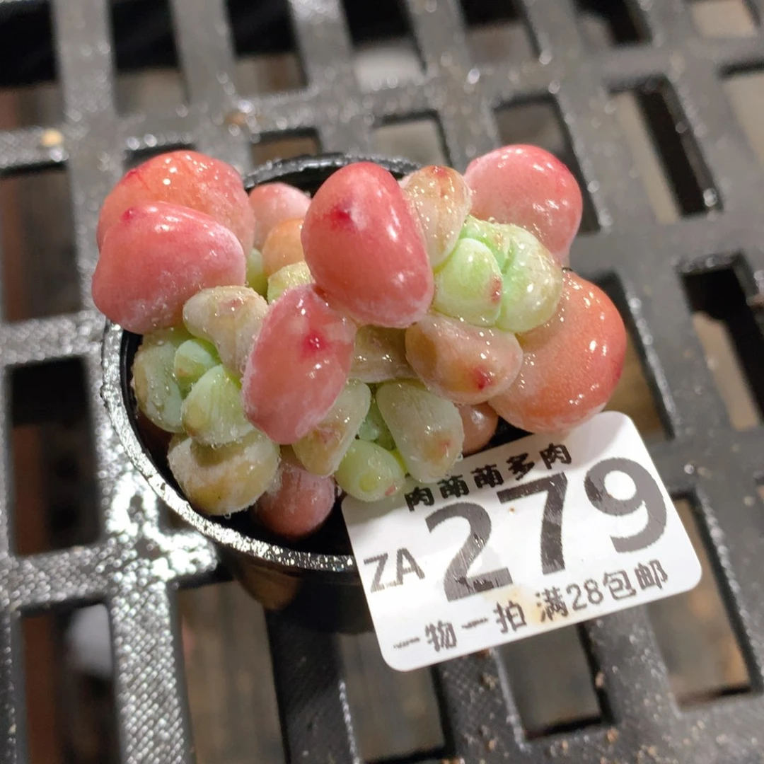 肉萌萌拇指盆精控多肉ZA279