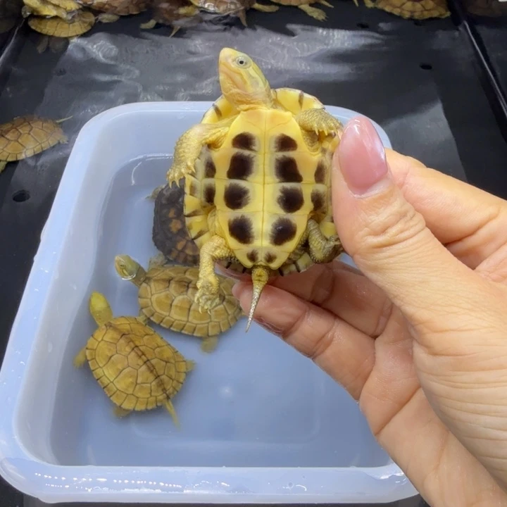 成****宠物龟公母搭配背甲5厘米