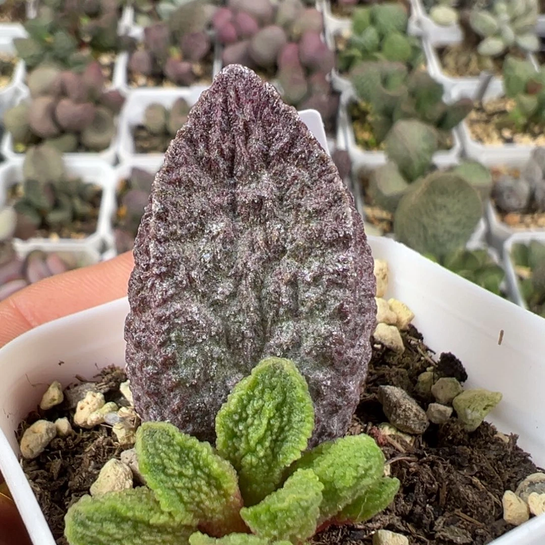 w大叶型实生新品多肉植物