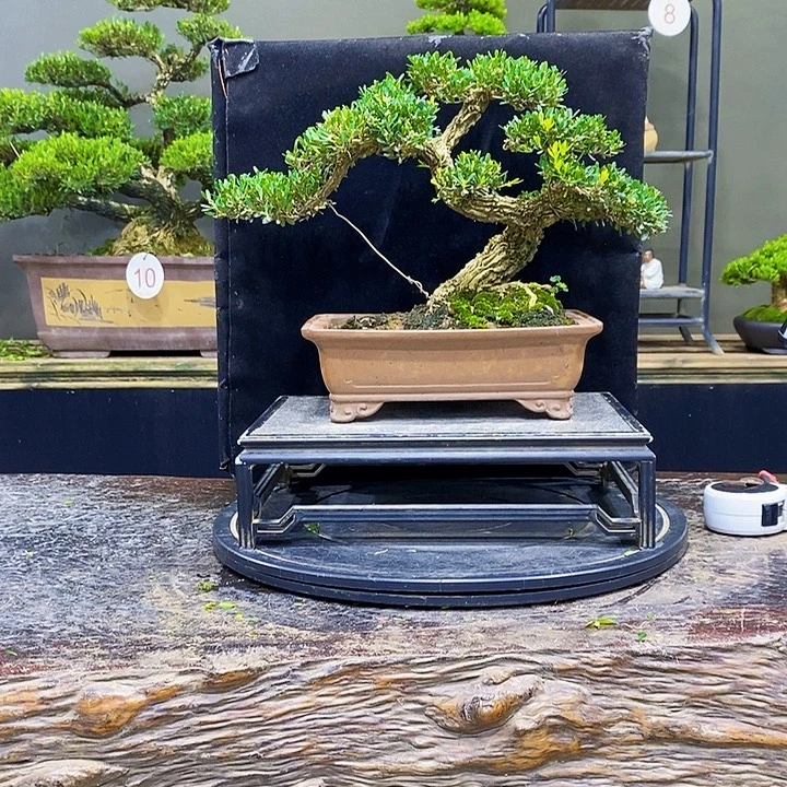 无花朵黄杨盆景四季常青