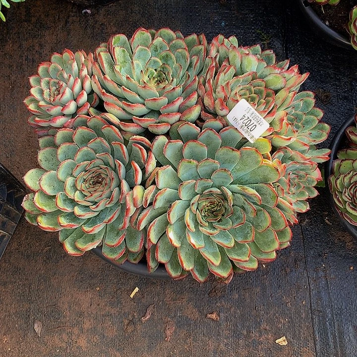 水***色     荷花多肉07024