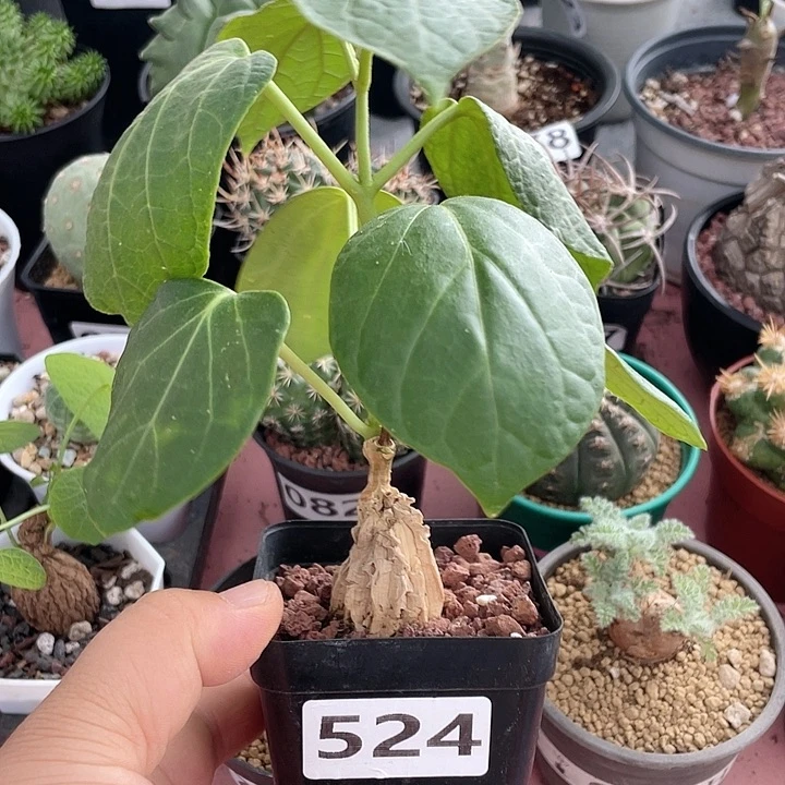 524龟甲箩魔块根，