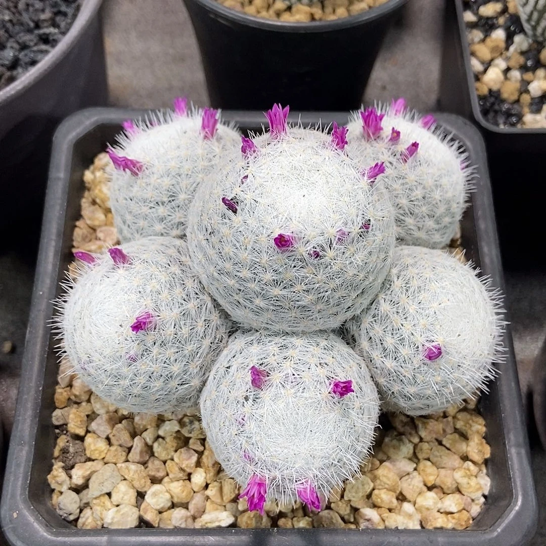 胡***堂实生大春星群仙人球