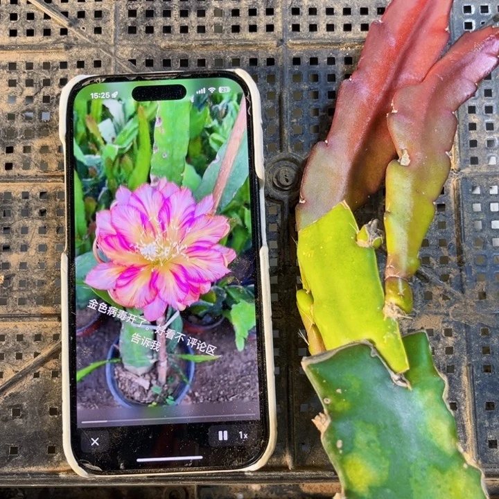 当前无花栽培后可以开花143