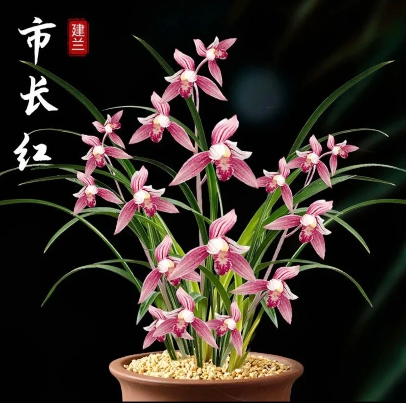 【市长红】特A级种苗 建兰铭品 叶带粉斑艺 开花浓香 花期7-12月