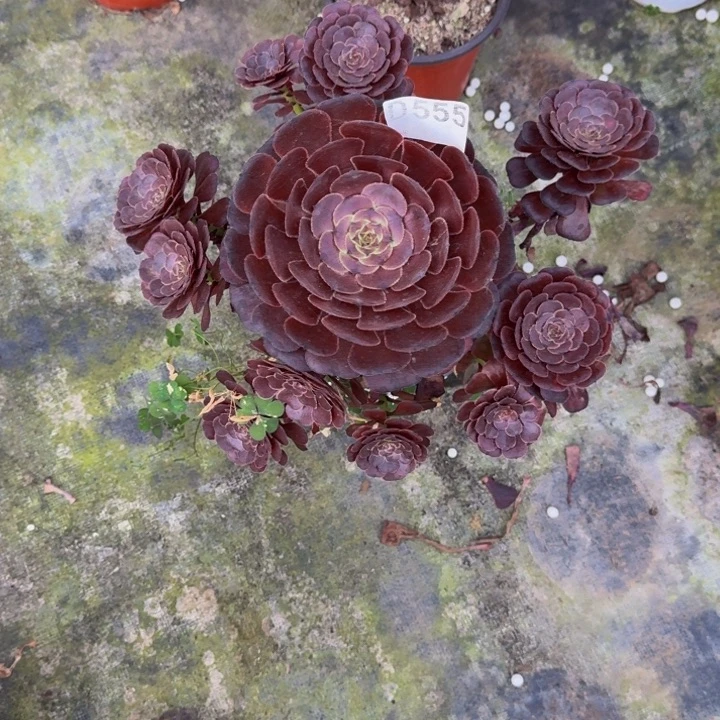 寂***念00000000 00555萝莉