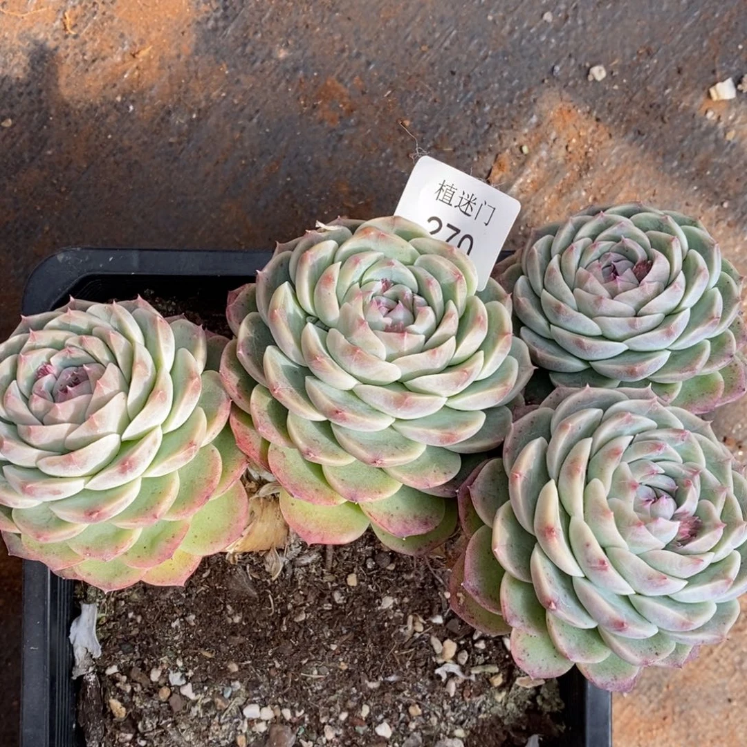 郭**°杂交精品多肉270