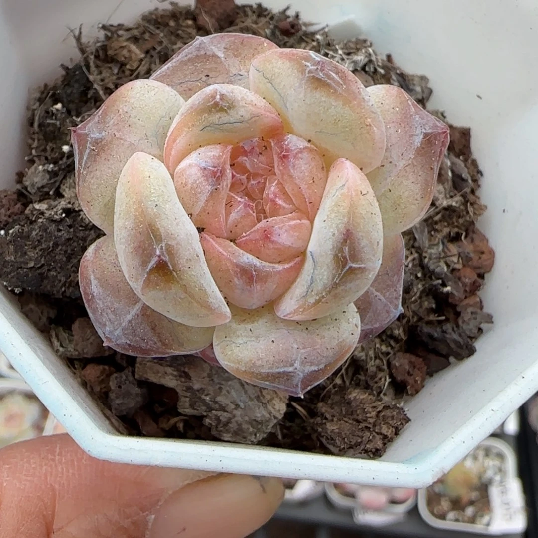 小卡拉米糖心一物一拍