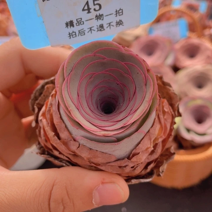 山地玫瑰45裸根发货不售后