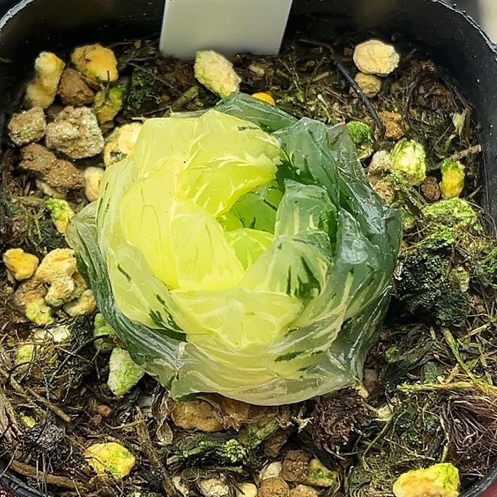 23巨大化龙鳞玉露锦