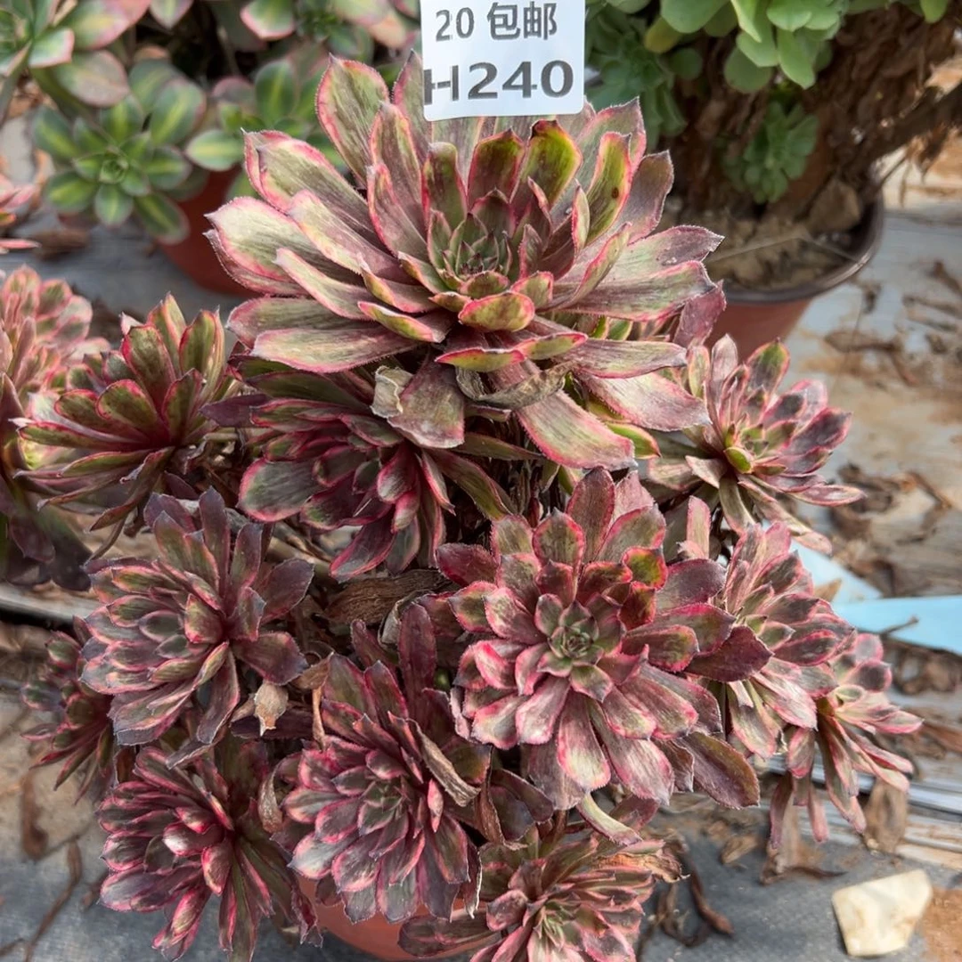 240紫霞仙子，多肉法师