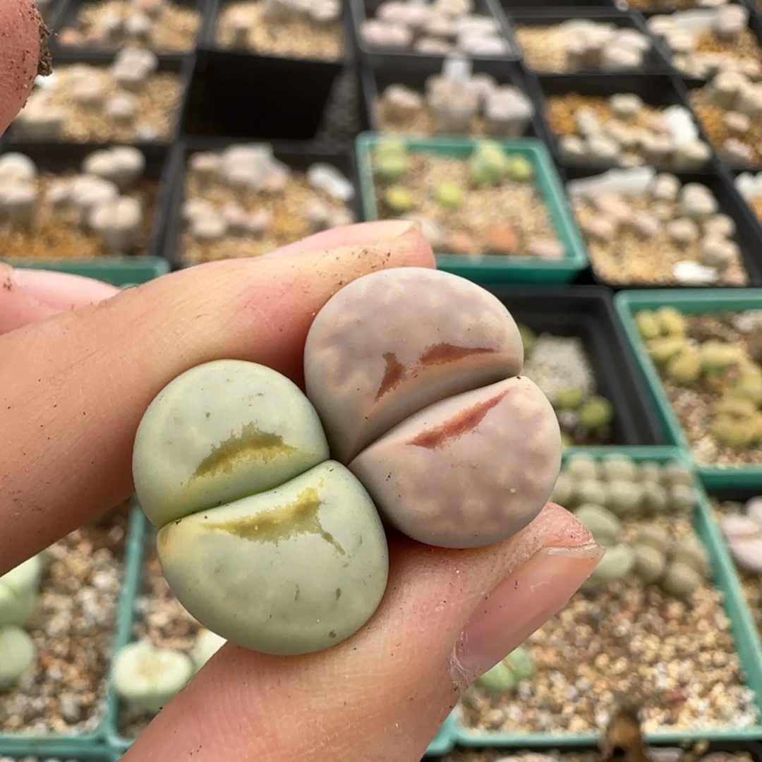 10.30母本脱土8093